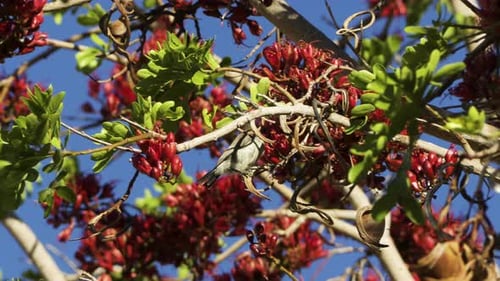 A female dusky sunbird perches on a thin branch, drinking nectar from the red flowers of a South