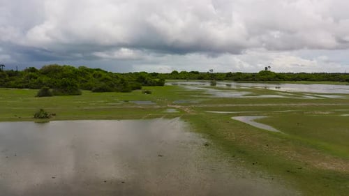 Swampy Jungles in Sri Lanka