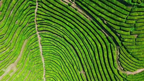 Amazing Tea Lines Hills Drone View Meditative Summer Nature Landscape Aerial