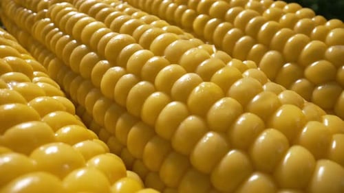 Fresh Yellow Corn on the Cob Kernels