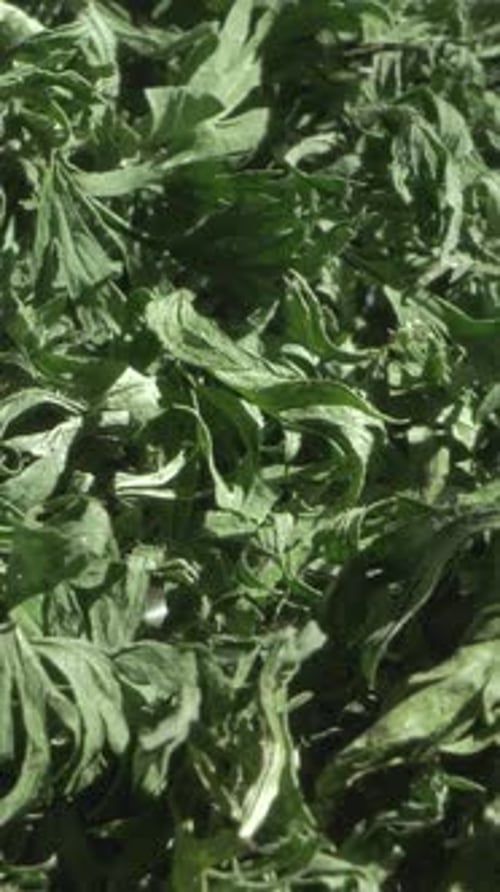 Green Parsley Drying Naturally Enriches Recipes Focused