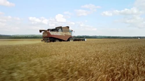 Combine Harvester Working in Golden Wheat Field