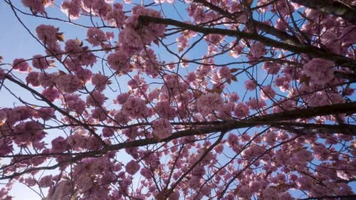 Cherry blossom tree flowers, directly below, rotation