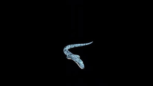 King Cobra, lève-toi