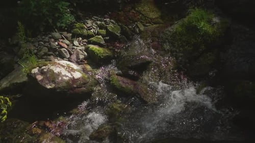 Rocky Shallow Creek with Foamy Cascades in Deep Forest