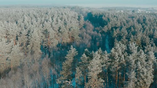 Beautiful Snowy White Forest In Winter Frosty Day Top View Above Amazing Pine Forest Landscape