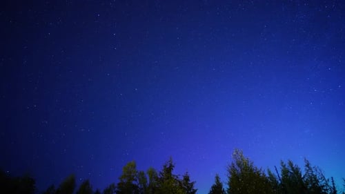 Beautiful Starry Night Sky Above Evergreen Trees