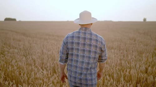 Farmer Man Hand Touching Wheat at Field Wale Farmer Walking