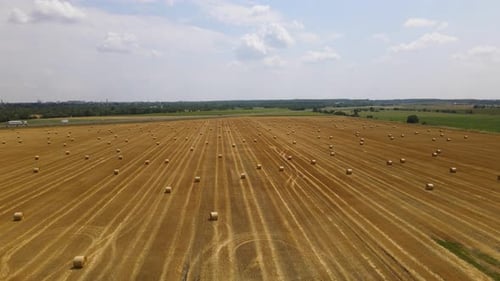 Harvested hayfield with round straw bales. Aerial view of wide open hayfield. Dolly in, tilt down