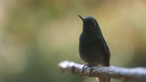 hummingbird resting on top of the branch of a tree and flying off in slow-motion
