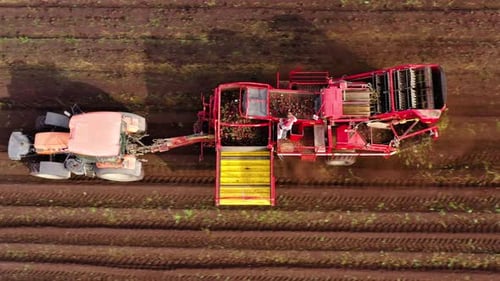 Aerial View of Harvesting Sugar Beets