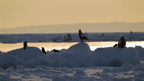 Steller's Sea Eagle Hunting Fish in Hokkaido, Japan Powerful Raptor Wildlife Action in Winter