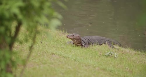 Thai Water Monitor Opening Jaws