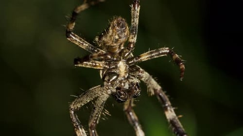 Spider Vertically Hangs on Spider Web at Night and Waits for Victim