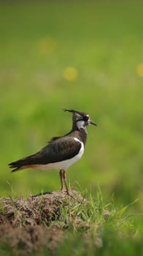 Elegant Northern Lapwing Standing on Grassy Mound