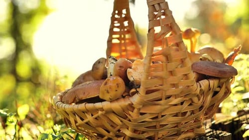 Basket of mushrooms in sunny autumn forest.