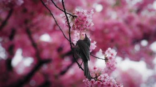 Rain-Soaked Bird Feeding on Sakura Blossoms in Japan's Spring Rain