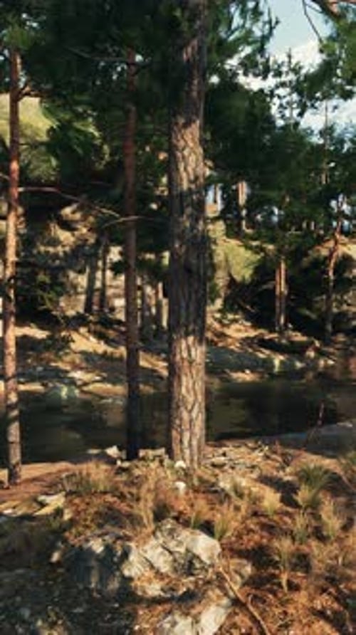 Stream Flowing Through Dense Forest