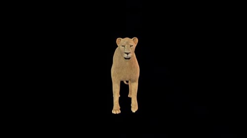 Wild Lion Idle Front