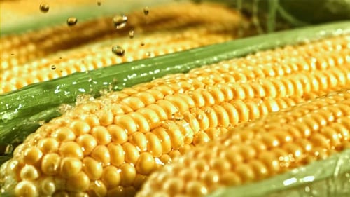 Bright Yellow Corn on the Cob with Water