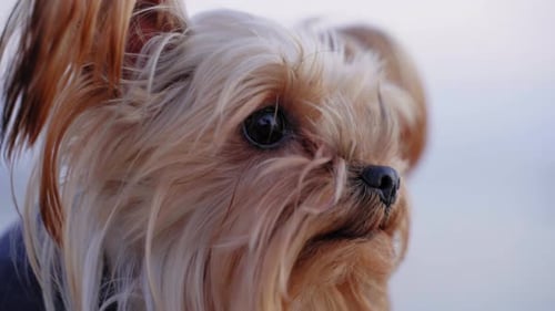 Portrait of a happy and healthy small dog, Yorkshire Terrier.
