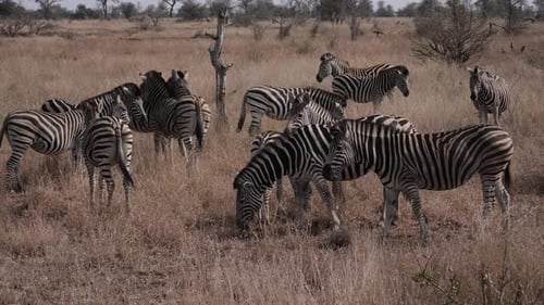 A small herd of zebras grazes in the morning sun