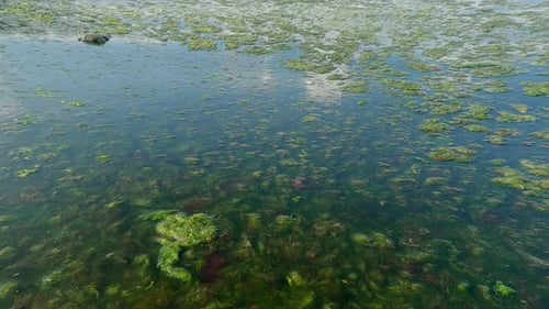 Green algae plucked during storm and forming floating islands drifting on water surface