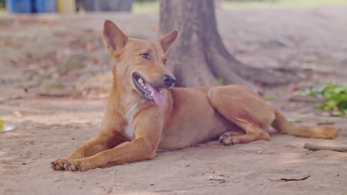 Red Dog Sleeping Under the tree and guarding his home.