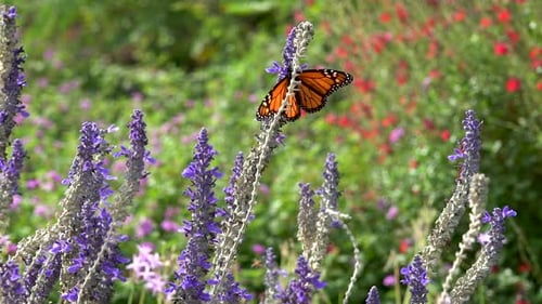 A monarch butterfly feeds on a purple flower as a bee buzzes nearby.