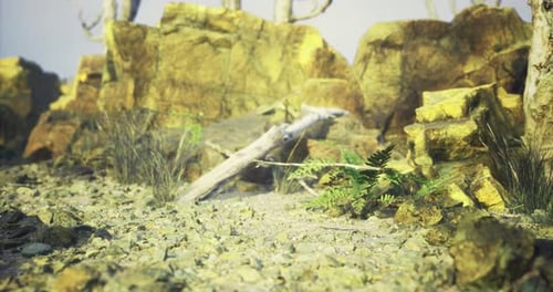 Rocky Terrain Featuring Dry Vegetation and Scattered Stones During a Clear Day