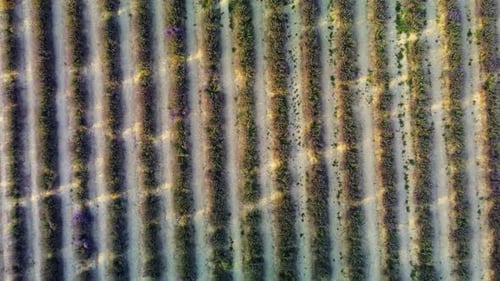 Young Lavender Field Aerial View