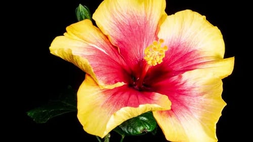 Red Hibiscus Opens Big Flower in Time Lapse. Blooming Yellow Plant on a Black Background