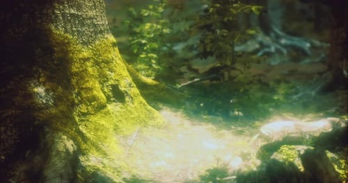 Light Filtering Through a Lush Forest to Illuminate the Mossy Ground
