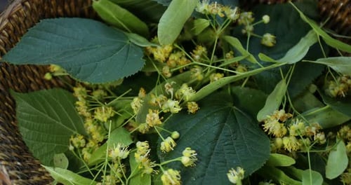 Aromatic linden tree blossoms and leaves in wicker bowl, spinning. Closeup view