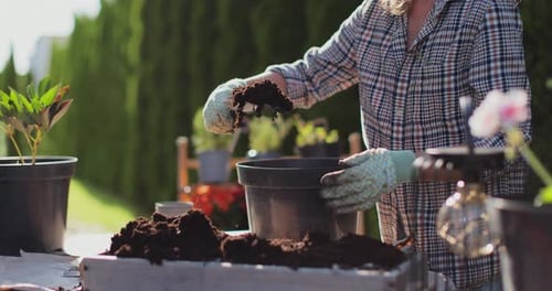 Woman Gardening, Repotting Plants Outdoors on Sunny Day