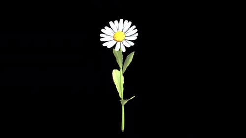 Charming Animated Daisy Flower with Opening Petals