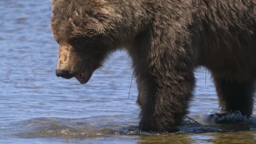 Close Up View of Bear Walks in the Lake Water in Search of Fish
