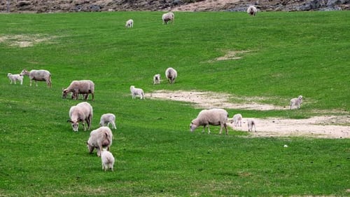 Newborns Cute Small Icelandic Lambs Herd Of Sheeps On The Pasture Between Mountains And Hills Nice