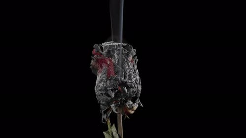Rose Head Burning with Rising Smoke on Black