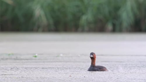 A little grebe swims across an empty marsh, static shot