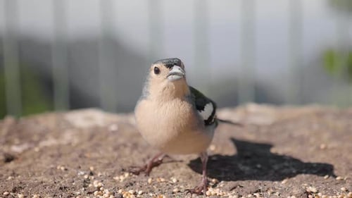 A beautiful brown and white winged Finches bird perched on the ground by metal grills then flying aw