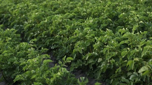 Camera moving green potato field. Potato plants growing summer. Agriculture harvest potato field
