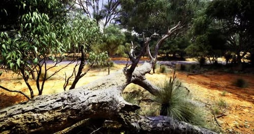 Majestic Fallen Tree in Vibrant Australian Landscape Near a River