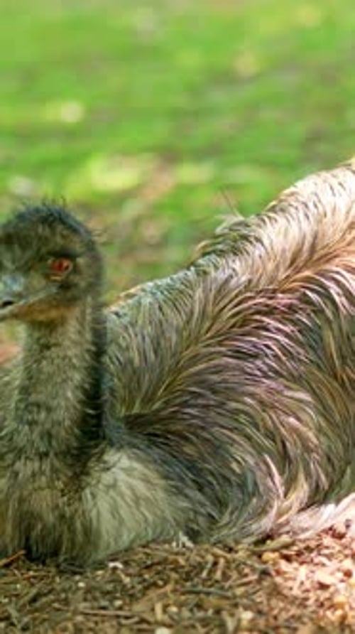 Australian Emu Bird Resting on Ground