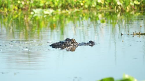 American alligator reflected in still water, swimming away into vegetation in Florida marsh
