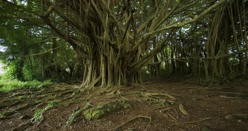 Majestic Banyan Tree Roots in Lush Tropical Forest