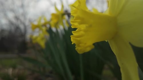 Daffodils Narcissus Yellow Daffodil Flowers Blooming in Spring Garden Close Up View