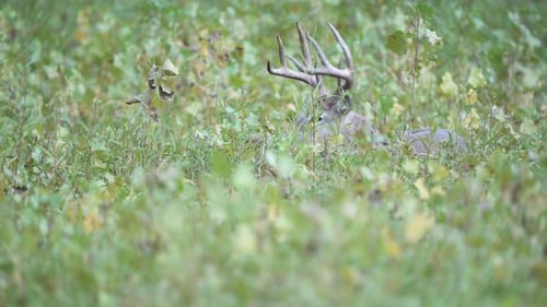 Majestic Deer Lies Hidden in Green Field