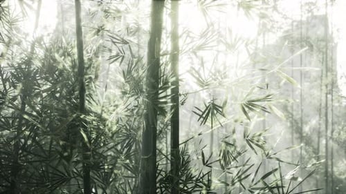 A Serene Bamboo Forest Illuminated By the Golden Rays of the Sun