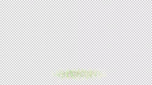 Poa Grass Growing Transparent Background